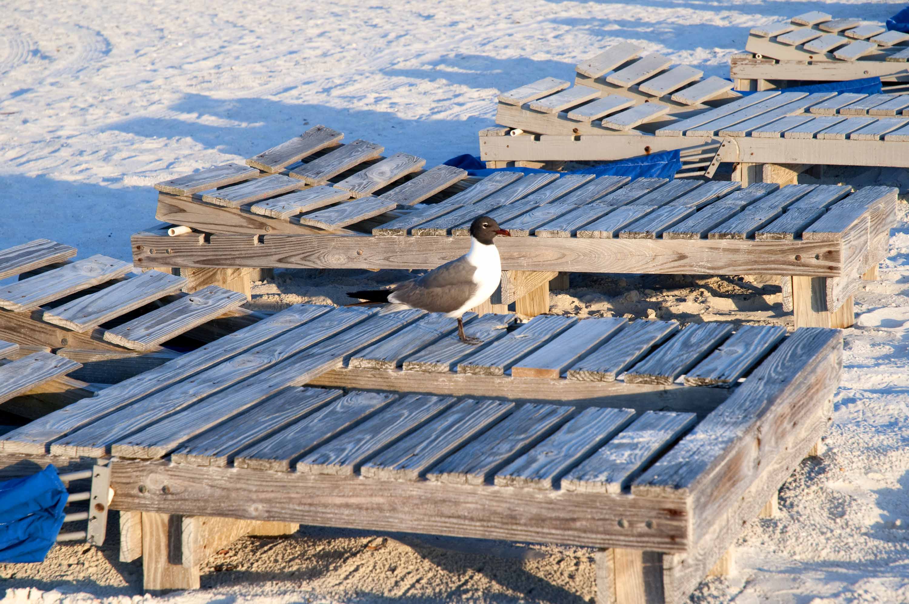 seagull guarding the beach loungers at St Pete Beach
