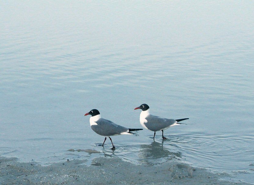 A couple of seagulls out for a stroll on St. Pete Beach. Photographed 5-5-06 by Lary Crews of St. Peterburg FL.