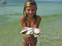 Hunting for sand dollars at Shell Island!